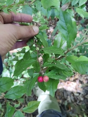 Xylosma flexuosa