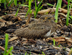 Chordeiles nacunda