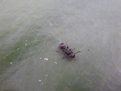Procryptocerus