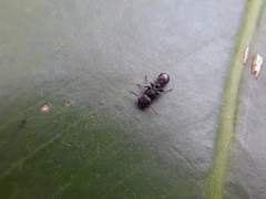 Procryptocerus