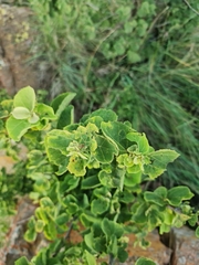 Dombeya rotundifolia