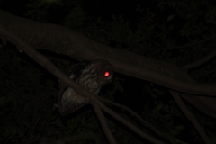 Strix virgata