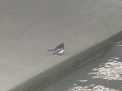 Copsychus saularis
