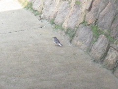 Copsychus saularis