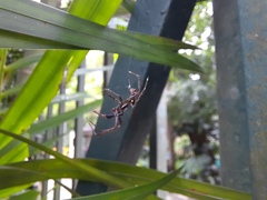 Verrucosa