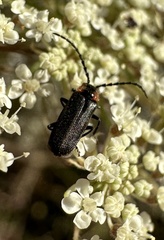 Polemius denticornis