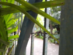 Verrucosa
