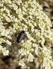 Polemius denticornis