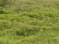 Bidens alba