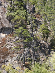 Austrocedrus chilensis