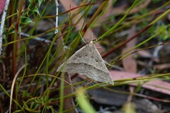 Epidesmia hypenaria