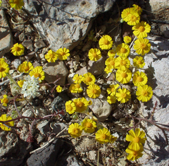 Eriophyllum wallacei