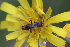 Nomada alboguttata