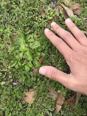 Gamochaeta americana