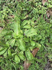 Gamochaeta americana