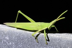 Atractomorpha similis