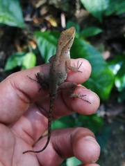 Anolis uniformis