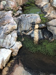 Crassula natans