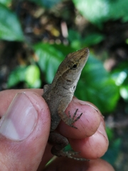 Anolis uniformis