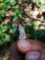 Anolis uniformis