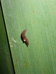 Rhynchodemus sylvaticus