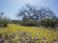 Eriophyllum wallacei
