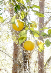 Citrus paridisi