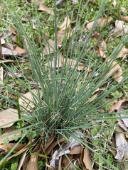 Allium schoenoprasum