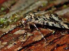 Pseudocoremia leucelaea