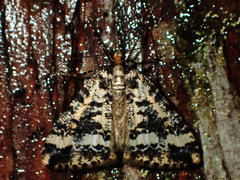 Pseudocoremia leucelaea