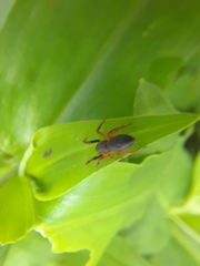 Trachelopachys