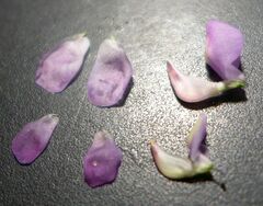 Lupinus arizonicus