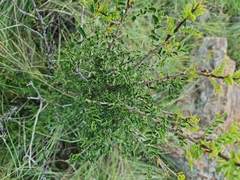 Zanthoxylum capense