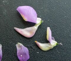 Lupinus arizonicus