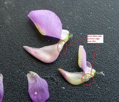 Lupinus arizonicus