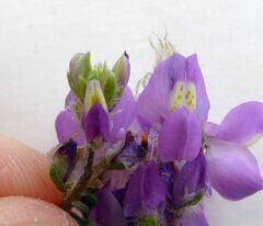 Lupinus arizonicus