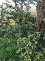 Vachellia robusta