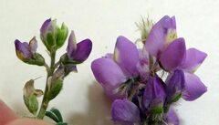 Lupinus arizonicus