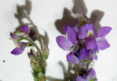 Lupinus arizonicus