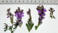 Lupinus arizonicus