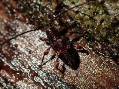 Hybolasius sticticus