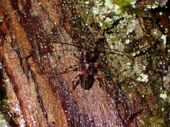 Hybolasius sticticus