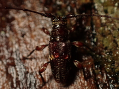 Hybolasius sticticus