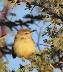 Prinia flavicans