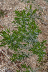 Ericameria linearifolia