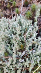 Cladonia squamosa