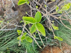 Calodendrum capense
