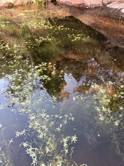 Crassula natans