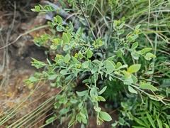 Osyris lanceolata