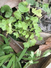 Ranunculus platensis